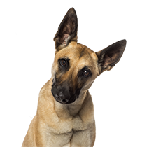 Köpek