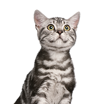 Kedi